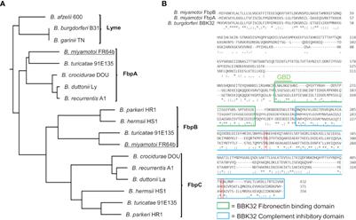 Borrelia miyamotoi FbpA and FbpB Are Immunomodulatory Outer Surface Lipoproteins With Distinct Structures and Functions